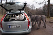 Coralie & Keona mit offenem Fenster